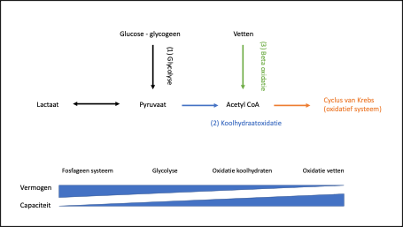 Vereenvoudigd model glycose, oxidatie KH en oxidatie vetten