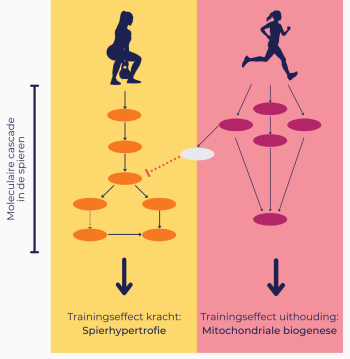 Concurrent training