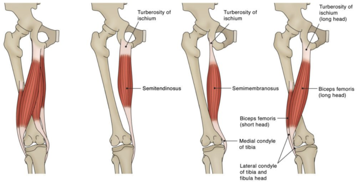 Hamstrings